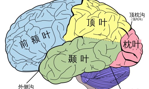权威肺结核可以吃平台,分享专业肺结核病人能吃桃子吗?知识_肺结核病人能吃老鹅吗网